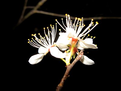 Prunus mexicana, margin of woods and field above White Oak Creek, Garrard County, Kentucky. A medium size, single-stem tree.