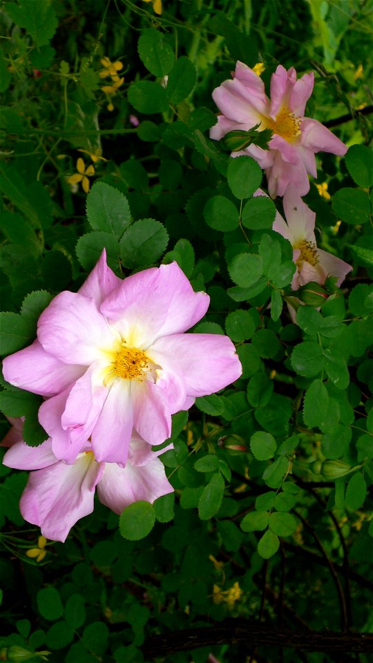 Rosa 'Marguerite Hilling', jardin du Rosaire Lyon, détail de la fleur