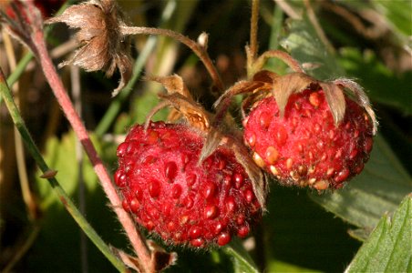 Fragaria viridis photo