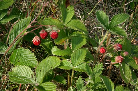 Fragaria viridis photo