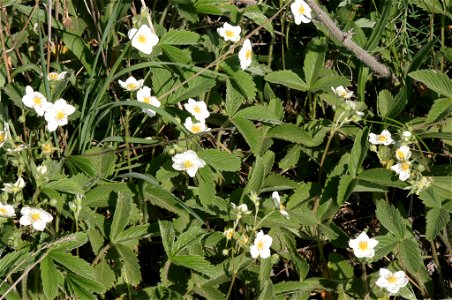 Fragaria viridis photo