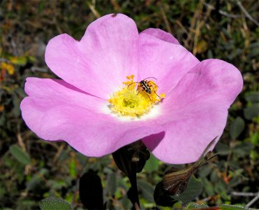 Rosa californica in Oakoasis Open Space Preserve in Lakeside, California, USA. photo