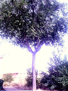 Om Siberià a Tàrrega