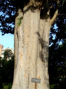 Zelkova carpinifolia Trunk (Botany) from the Royal Botanical Garden (Madrid. Spain)