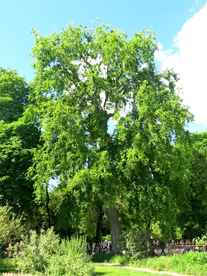 Zelkova carpinifolia in the Jardin des Plantes de Paris. Plant identified by its botanic label.