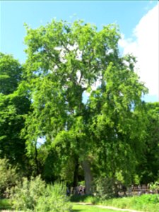 Zelkova carpinifolia in the Jardin des Plantes de Paris. Plant identified by its botanic label.