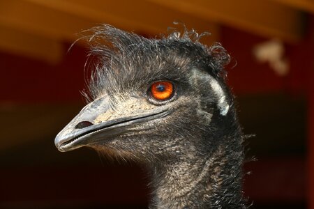 Bird animal ostrich photo