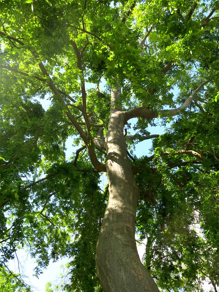 View from below of Zelkova carpinifolia in the Jardin des Plantes de Paris. Plant identified by its botanic label.