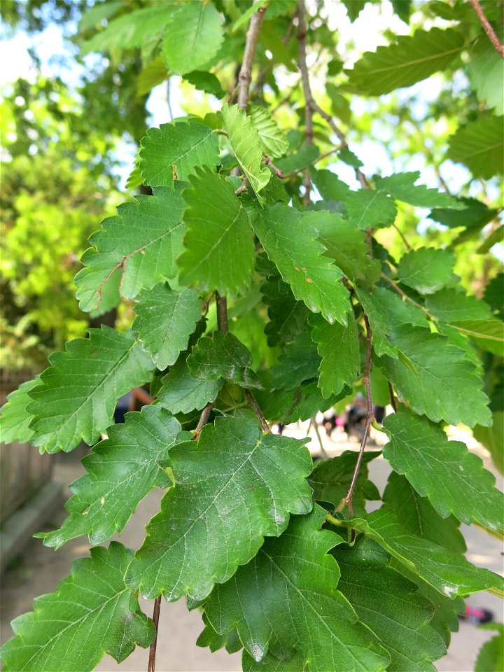 Leaves of Zelkova carpinifolia in the Jardin des Plantes de Paris. Plant identified by its botanic label.