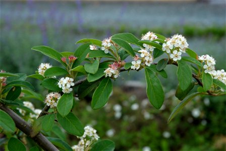 Cotoneaster × watereri 'Pendulus' Other photos of the same plant photo