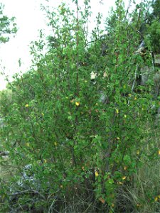 Amelanchier ovalis

Amelanchier ovalis, corner at Castelltallat, Catalonia