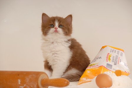Bitisch short hair british longhair cinnamon-white