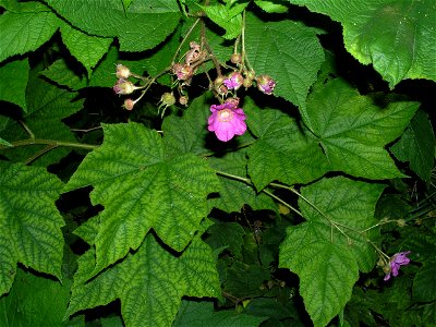 A picture I took of wild purple flowering raspberries.  The leaves are quite different than other raspberries.  These were flowering when red and black raspberries were ripe.  The purple flowering ras