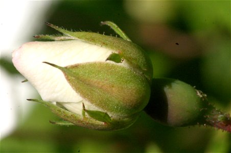 Rosa arvensis