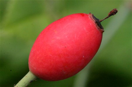 Rosa arvensis