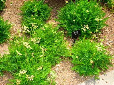 Filipendula vulgaris, Tower Hill Botanic Garden, Boylston, Massachusetts, USA.