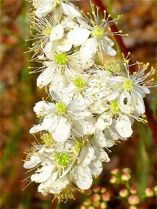 Filipendula vulgaris close up, Valderrepisa Sierra Madrona, Spain
