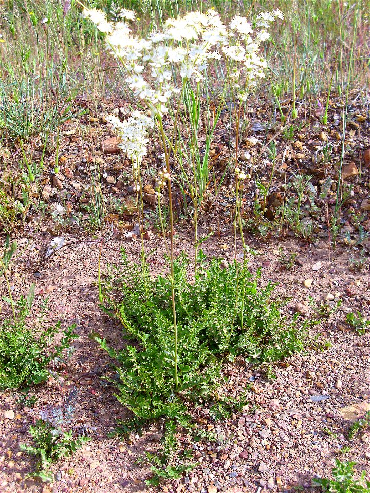 Filipendula vulgaris habit, Valderrepisa Sierra Madrona, Spain