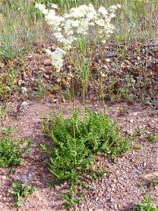 Filipendula vulgaris habit, Valderrepisa Sierra Madrona, Spain