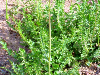 Filipendula vulgaris leaves, Valderrepisa Sierra Madrona, Spain