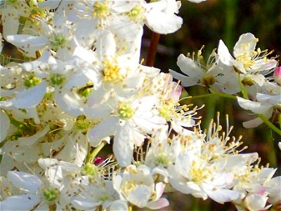 Filipendula vulgaris flowers closeup, Sierra Madrona, Spain