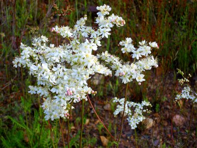 Filipendula vulgaris inflorescence, Sierra Madrona, Spain