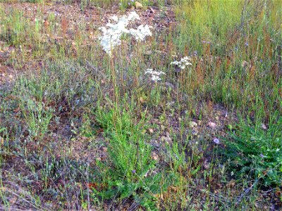Filipendula vulgaris habit, Sierra Madrona, Spain