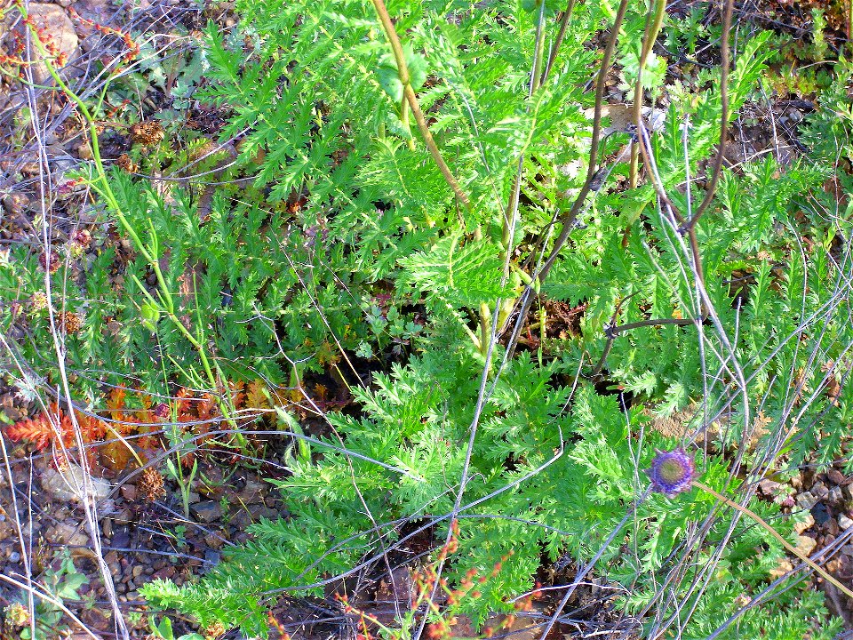 Filipendula vulgaris basal leaves rosette, Sierra Madrona, Spain