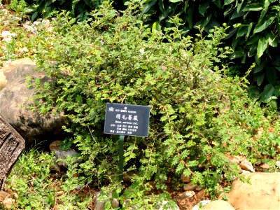 Plant specimen in the Kunming Botanical Garden, Kunming, Yunnan, China.