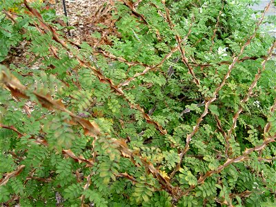 A shrub of "Rosa sericea pteracantha" on "Sacro monte d'Orta" (Italy)