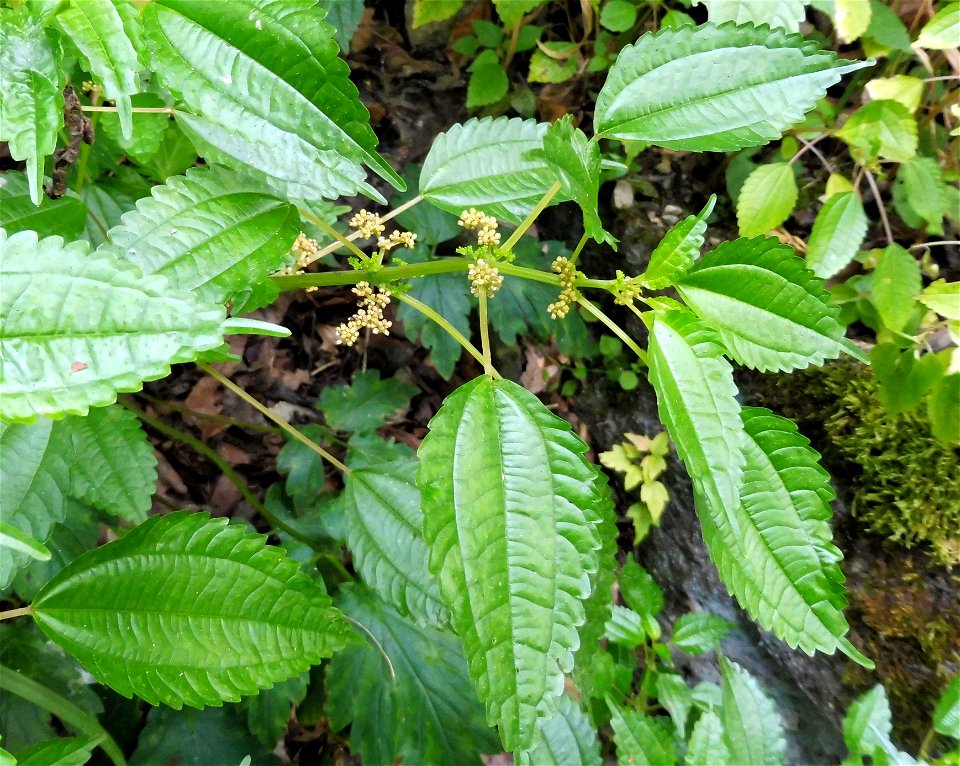 Pilea pumila, growing on forested limestone bluffs, on the West Fork of the Red River at the Clarksville Greenway, Montgomery County, Tennessee.