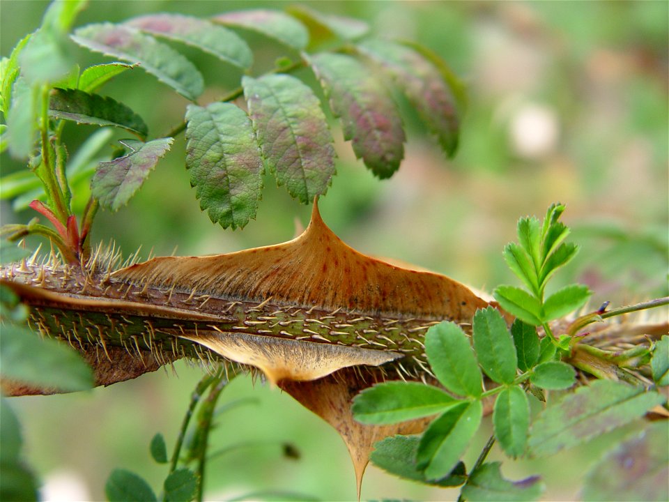 Detail of Rosa sericea pteracantha thorns