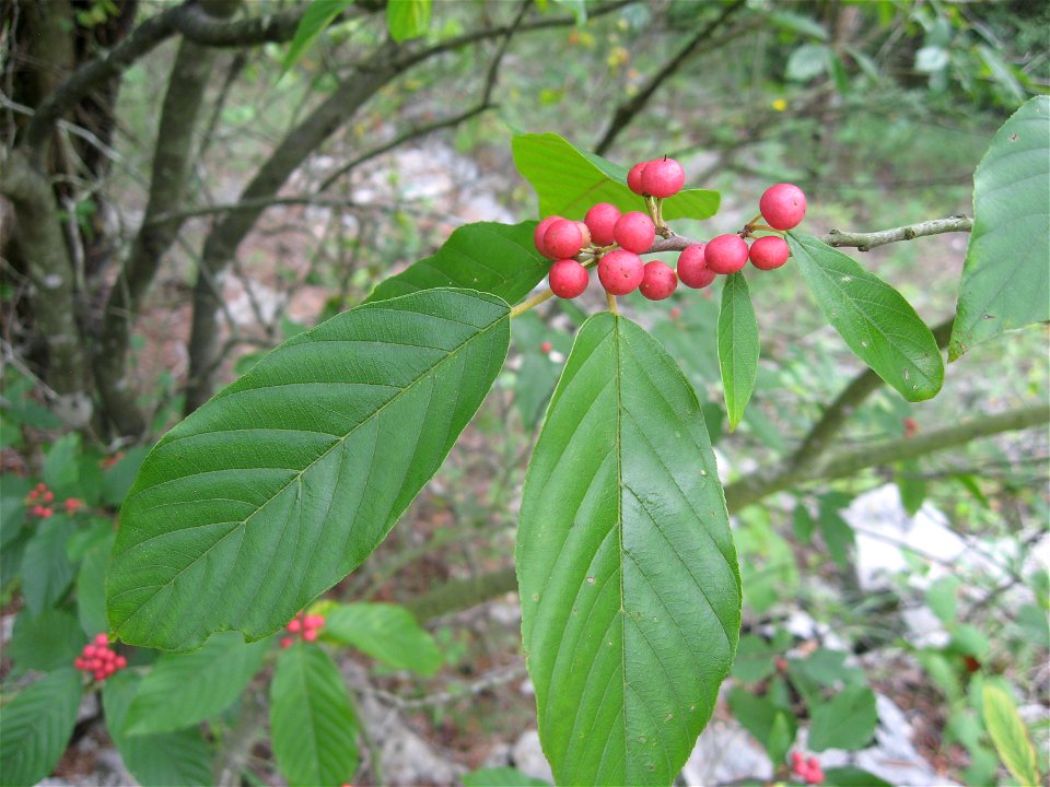 Rhamnus caroliniana, Logan County Glade State Nature Preserve, Russellville, Kentucky