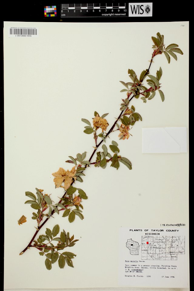 Rosa majalis
