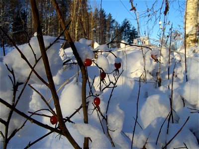 Wild Rosa majalis hips in snow