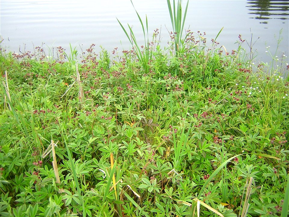 Comarum palustre, flowering plants. Russia, Ivanovo district. Сабельник болотный, заросли цветущих растений на берегу водоёма. Россия, Ивановская область, Южский район.