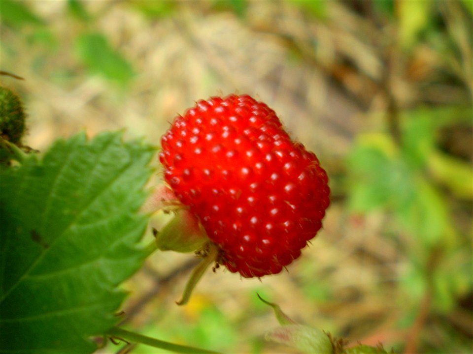 Rubus probus, Atherton Raspberry, fruit.