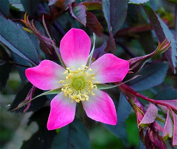 Redleaf Rose
