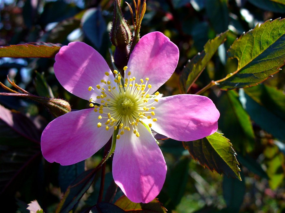 I am the originator of this photo. I hold the copyright. I release it to the public domain. This photo depicts a flower.