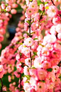 “Flowering Almond” Prunus triloba Lindl.