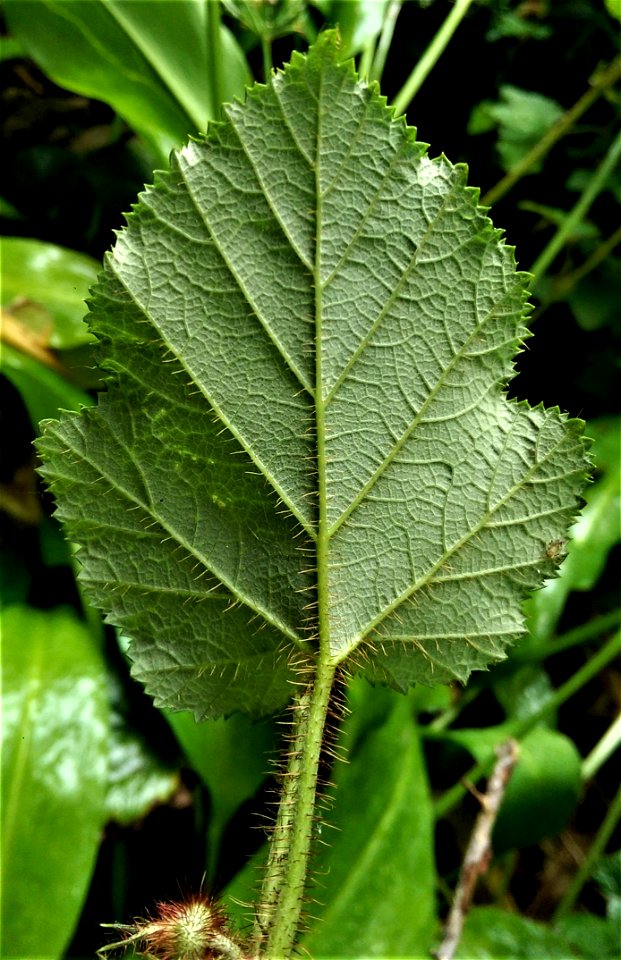 R. tricolor