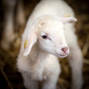 Wool pasture agriculture