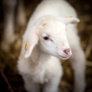 Wool pasture agriculture photo