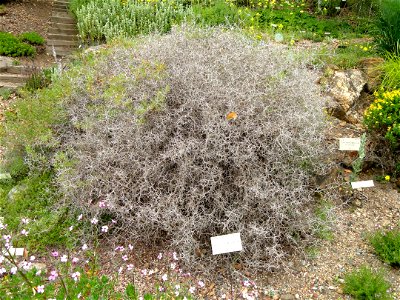 Sarcopoterium spinosum specimen in the University of California Botanical Garden, Berkeley, California, USA.