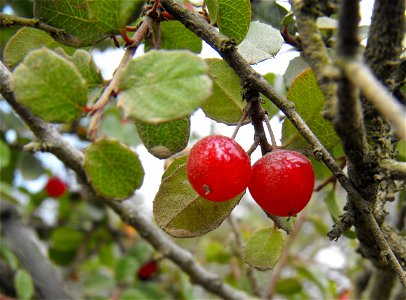 — Red berry; fruit. In California coastal sage and chaparral habitat at Torrey Pines State Reserve, in San Diego County, California. photo