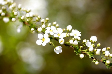 「川村記念美術館の自然散策路でみかけたユキヤナギ.