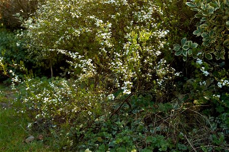 Spiraea thunbergii