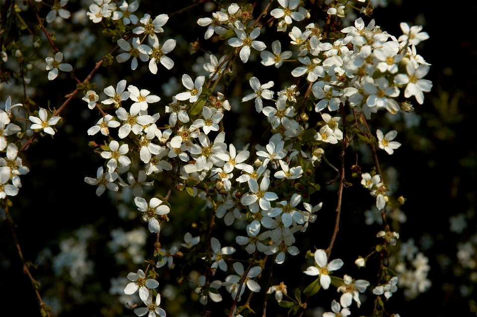 Spiraea thunbergii