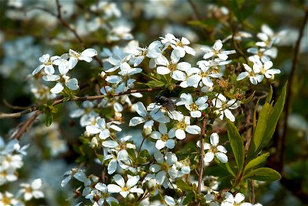 Spiraea thunbergii