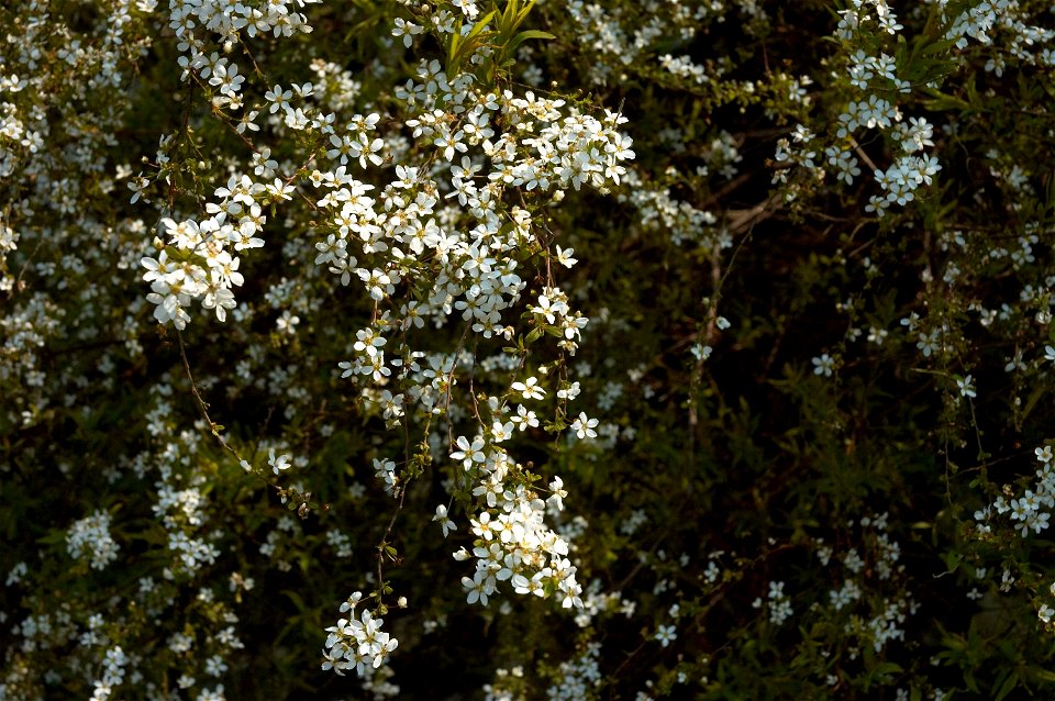 Spiraea thunbergii